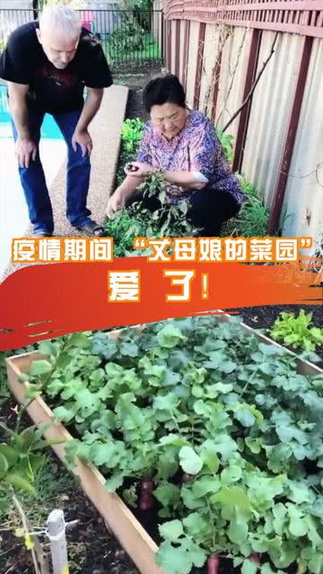 上海疫情期间网红菜园,上海网红菜园打造城市绿洲，共享田园生活新体验