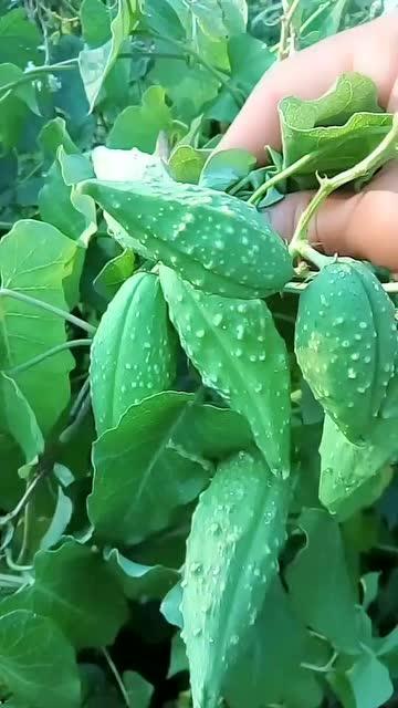 老瓜瓢筋怎么吃,传统美食新体验