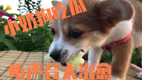 小狗吃瓜吃多少,揭秘它吃了多少的秘密