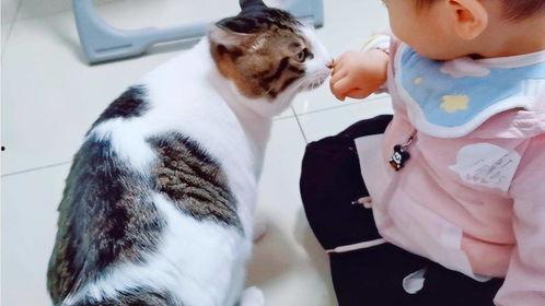 跑得最快的网红猫咪,揭秘跑得最快的网红猫咪传奇