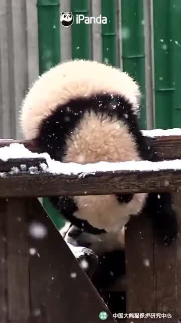 熊 跳舞吃瓜,一场别开生面的生态盛宴