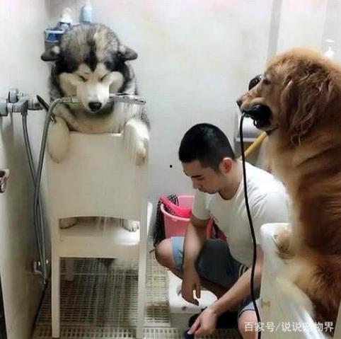 网友爆料狗狗被扎死视频,引发网友愤怒与反思