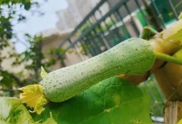 吃瓜旧病复发,吃瓜旧病复发，揭秘背后真相