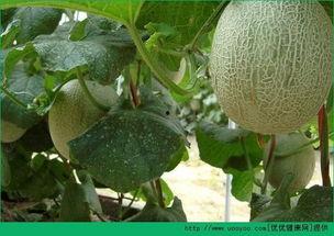 吃哈密瓜变成猩猩,一食成猩，揭秘神秘异变之谜