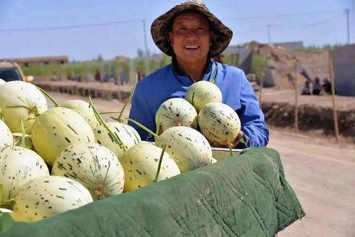 瓜州吃瓜攻略,解锁夏日吃瓜攻略