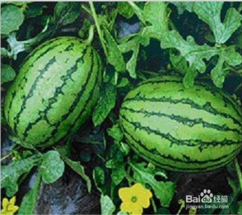 西瓜吃瓜的季节,炎炎夏日，尽享清凉美味