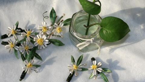 网红小雏菊是什么品种,探寻其独特品种魅力