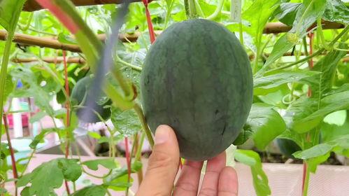 雨墨吃瓜后续,揭秘娱乐圈风云再起