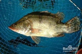 鳜鱼养殖爆料视频播放下载,视频播放下载背后的养殖奥秘