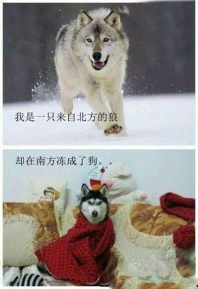 北方之狼在头条的评论